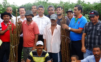 Baianos recebem as primeiras manivas-semente de mandioca selecionada