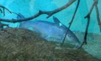 Campanha para salvar peixe típico do São Francisco da extinção