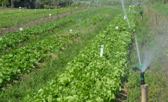 Nem todas as áreas da agricultura deverão sofrer com a crise