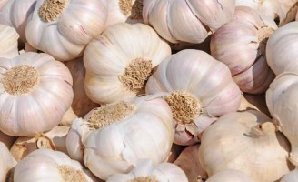 Tecnologias mudam cenário da produção de alho no Brasil