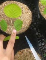 Mais fixação de nitrogênio no solo com plantio de árvore nativa da Amazônia