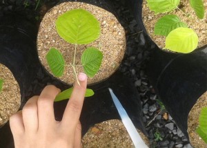 arvore amazonense