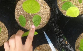 Mais fixação de nitrogênio no solo com plantio de árvore nativa da Amazônia