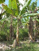 Pequeno produtor pode ganhar mais fazendo um plantio de bananeira orgânica