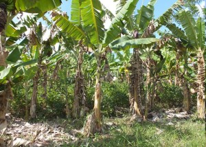 banana orgânica