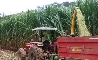 Começa a seleção de viveiristas para produção do novo capim elefante