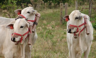 O meio ambiente ganha com o aumento da produção na pecuária