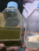 Inseticida natural contra o carrapato e a lagarta do algodão