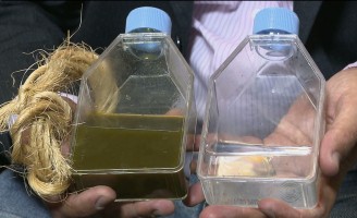 Inseticida natural contra o carrapato e a lagarta do algodão