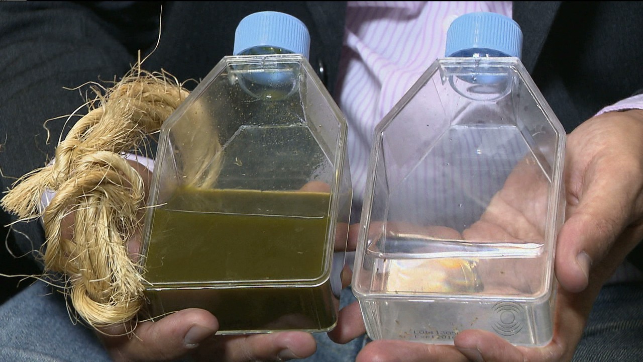 Inseticida natural contra o carrapato e a lagarta do algodão