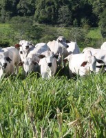 A qualidade do alimento valoriza a sustentabilidade da pecuária