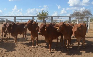 Já tem gado Sindi com registro puro de origem criado no Brasil