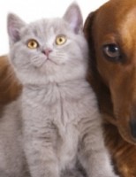 Pulgas, carrapatos e mosquitos podem transmitir doenças para os pets