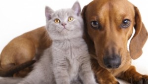 gato e cachorro