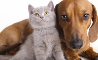 Pulgas, carrapatos e mosquitos podem transmitir doenças para os pets