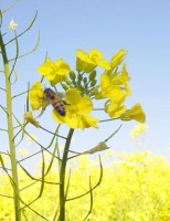 Agricultura mundial sofre com a diminuição de polinizadores naturais