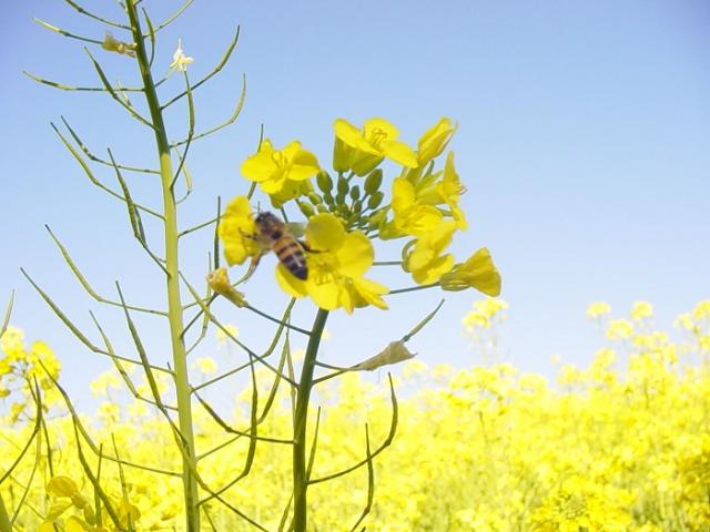 Agricultura mundial sofre com a diminuição de polinizadores naturais