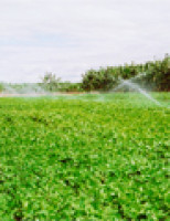 Oportunidade para os agricultores dos projetos de irrigação renegociarem dívidas