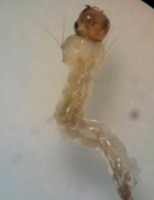Mosquito da dengue pode ser combatido com inseticida feito do extrato do agave