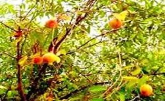 A importância da mangaba na renda do pequeno agricultor brasileiro