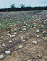 Uma melancia que pode ser conservada no campo e é excelente alimento para o gado