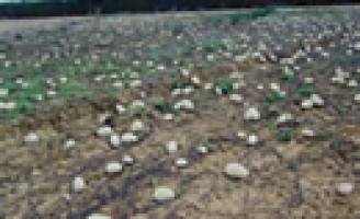 Uma melancia que pode ser conservada no campo e é excelente alimento para o gado