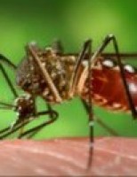 Produtor rural precisa redobrar os cuidados com o mosquito Aedes aegypti