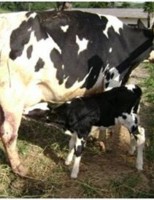 É possível aumentar a taxa de prenhez de vacas de corte usando uma técnica