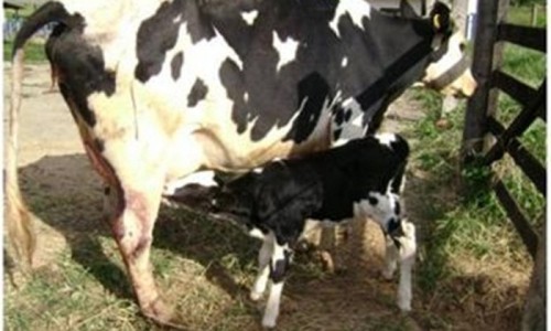<h2><a href="https://nordesterural.com.br/e-possivel-aumentar-a-taxa-de-prenhez-de-vacas-de-corte-usando-uma-tecnica/">&Eacute; poss&iacute;vel aumentar a taxa de prenhez de vacas de corte usando uma t&eacute;cnica</a></h2>Trata-se da Insemina&ccedil;&atilde;o Artificial por Tempo Fixo (IATF) em Blocos e as vacas inseminadas por meio desse m&eacute;todo t&ecirc;m obtido entre 10% a 20% a mais de prenhez do que
