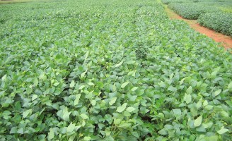 Os efeitos desastrosos do El Niño nas plantações de soja no Brasil