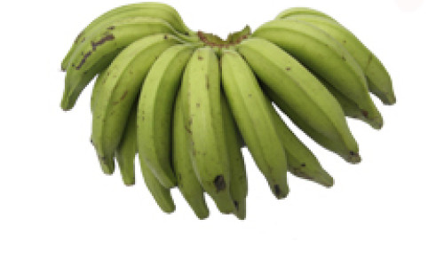 <h2><a href="https://nordesterural.com.br/voce-sabe-o-que-sao-platanos-e-sua-importancia-para-a-economia-do-nordeste/">Voc&ecirc; sabe o que s&atilde;o Pl&aacute;tanos e sua import&acirc;ncia para a economia do nordeste?</a></h2>Produtores rurais, extensionistas, t&eacute;cnicos, estudantes e professores podem ter acesso on-line ao in&eacute;dito Sistema de Produ&ccedil;&atilde;o Cultivo de Pl&aacute;tanos, desenvolvido pela Embrapa Mandioca e Fruticultura, em Cruz das Almas, na