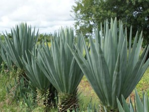 sisal no campo