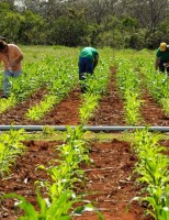 Conservar o solo é condição especial para se tornar um produtor orgânico