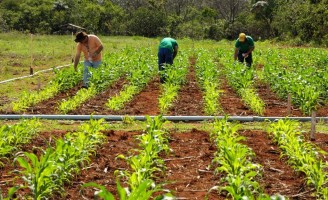 Conservar o solo é condição especial para se tornar um produtor orgânico