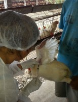 Concluído o trabalho de verificação de sanidade do plantel avícola de Pernambuco