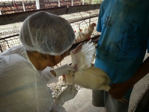 sorologia em aves