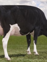 A vaca recordista mundial de produção de leite