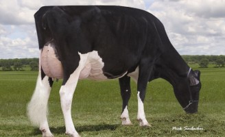 A vaca recordista mundial de produção de leite