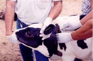 vacinao001