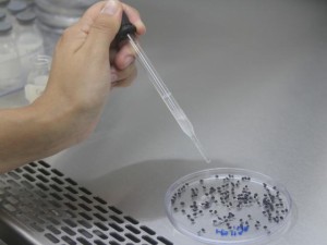 ólelo para cebola
