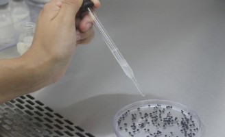 Um óleo para proteger as sementes de cebola contra os fungos