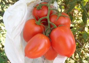 Tomate no cacho