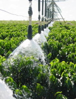 Cafeicultura irrigada terá momento importante no próximo mês