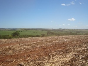 campo de cana