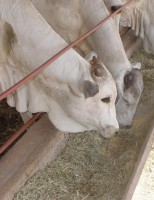 Apresentação de suplementos nutricionais para bovinos em exposição de Minas Gerais