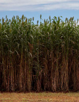 Produtores pernambucanos investem numa alternativa para aumentar a produção de etanol