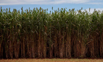 Produtores pernambucanos investem numa alternativa para aumentar a produção de etanol