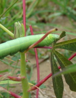 Cuidados com o mandaravá que ataca as plantações de mandioca