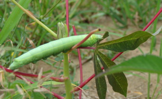 Cuidados com o mandaravá que ataca as plantações de mandioca