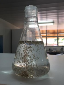 mosquito da dengue